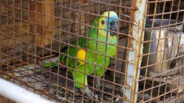 En una chacra de Cipolletti hallaron loros habladores y cardenales copete rojo. Foto: Archivo