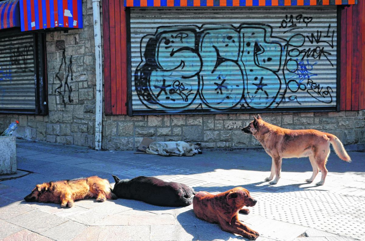 Los perros en las veredas y calles son parte de la postal de Bariloche. Foto: Alfredo Leiva