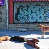 Imagen de Las castraciones gratuitas, clave para detectar la circulación de una bacteria en perros de Bariloche