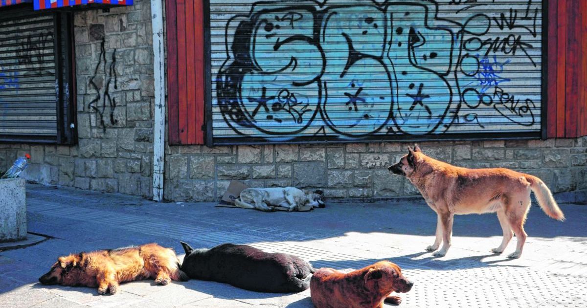 Castraciones en Bariloche ayudan a detectar una bacteria en perros