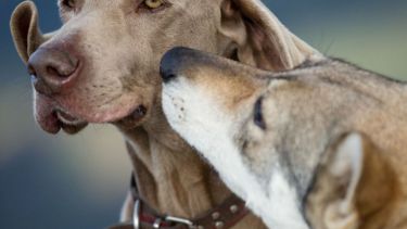 En SAO también volvieron a funcionar las peluquerías caninas