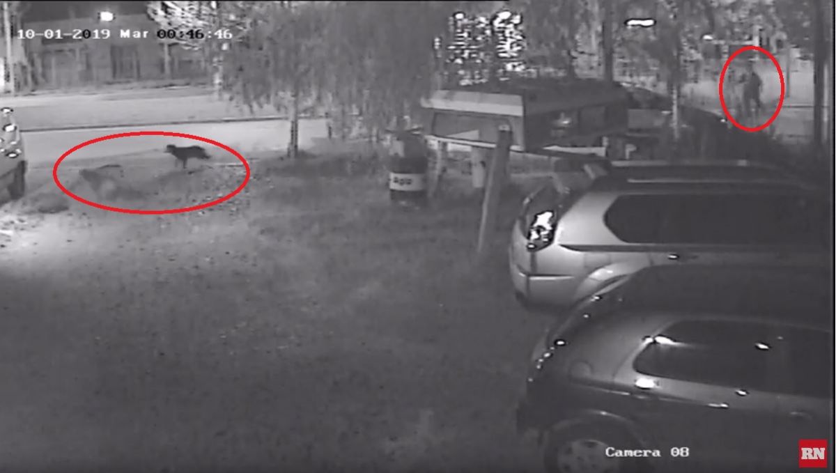 El hombre fue filmado persiguiendo a un grupo de perros durante la madrugada. (Captura video de seguridad).-