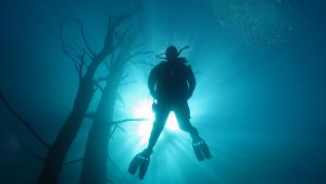 Cinco paraísos para descubrir el buceo en la Patagonia