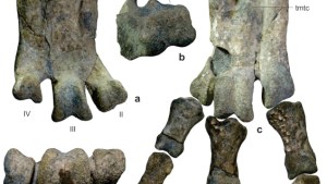 Científicos argentinos descubrieron restos de un pingüino gigante