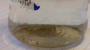 Denuncian presencia de larvas en un jardín cipoleño