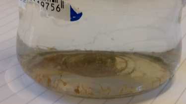 Denuncian presencia de larvas en un jardín cipoleño