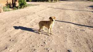 Cipolletti: una mujer inició un censo canino por superpoblación de animales abandonados