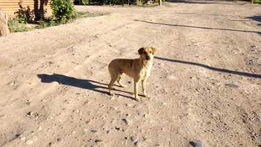 Cerca de 200 perros viven en la  toma 10 de Febrero. Foto: gentileza. 