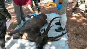 Tailandia: encuentran un ciervo muerto con 7 kilos de plástico en el estómago