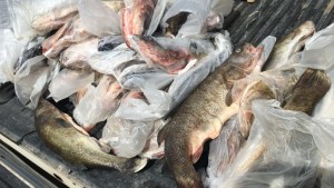 Pescador furtivo quiso vender 60 kilos de percas y lo terminaron pescando