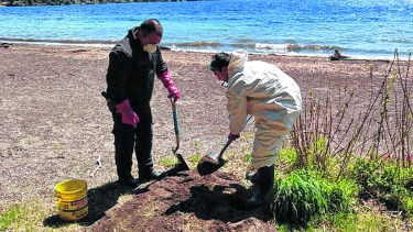 Cerraron balnearios y senderos por la presencia de caña colihue o roedores muertos. (Archivo).-