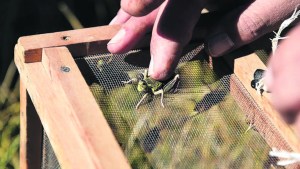 Intentan combatir el brote de tucuras que afecta a la Línea Sur