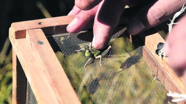 Antes de que sean adultas y se reproduzcan, campesinos y organismos buscan controlar la presencia de langostas que ya hicieron estragos en 1998 y 2004, y  arrasan nuevamente cientos de hectáreas de pastizales en cercanías del Paralelo 42.  (Foto: gentileza).-