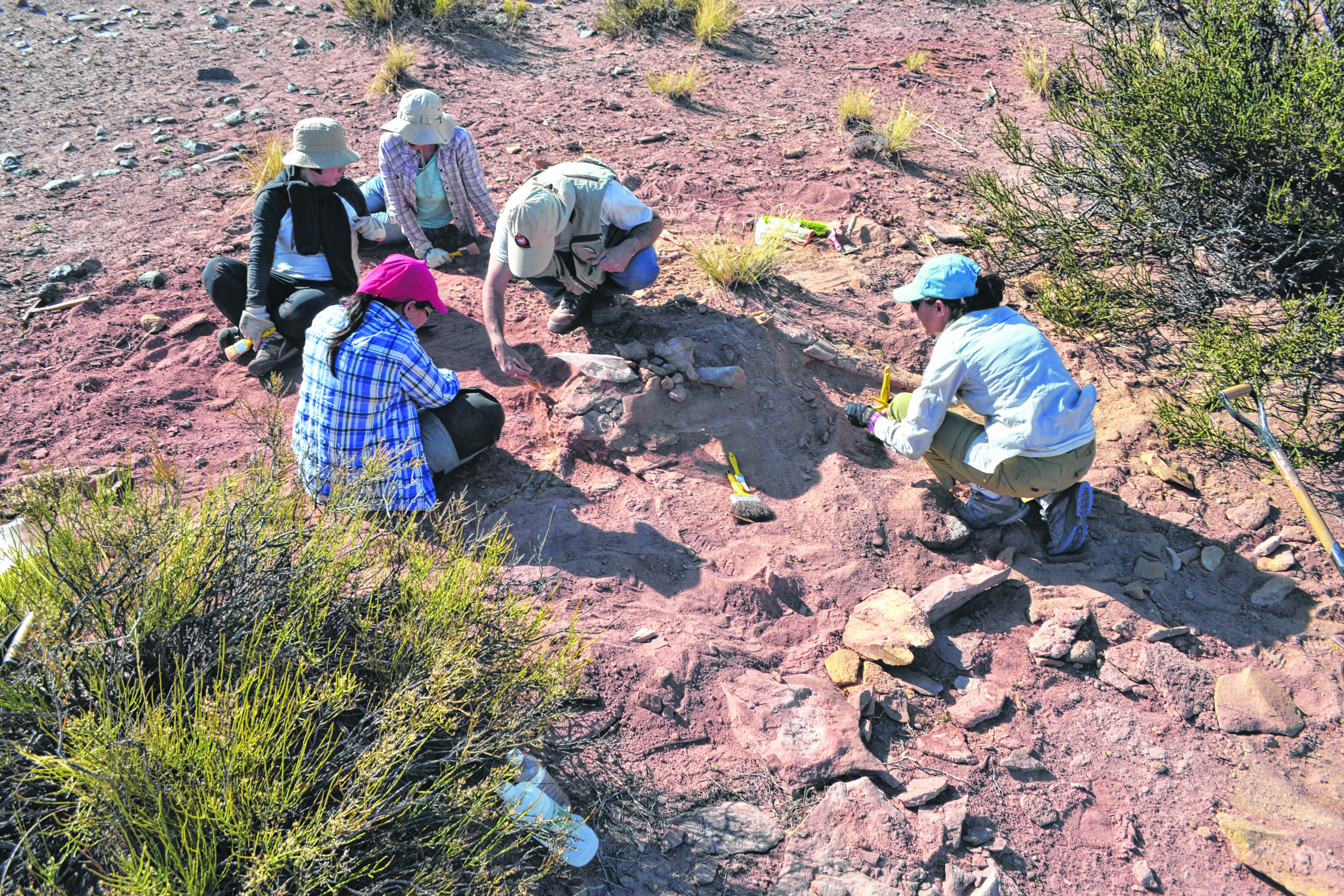 Los científicos retiraron parte de los restos del dino hallado en Rincón de los Sauces.
