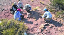 Imagen de Hallaron un nuevo dinosaurio carnívoro en Neuquén