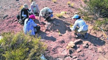 Los científicos retiraron parte de los restos del dino hallado en Rincón de los Sauces.
