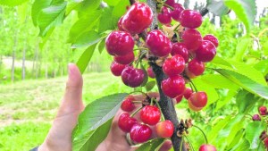 Chacareros molestos por el robo de fruta en Río Colorado