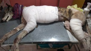 Acusaron de crueldad al hombre que arrastró a una perra sobre la Ruta 65, en Fernández Oro