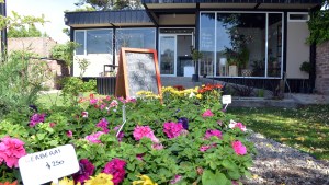 Un mercado de plantas con asesoramiento personalizado
