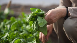 La «Feria de Agrarias» en Cinco Saltos: una apuesta por mejores alimentos