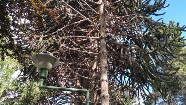 Una de las araucarias que se secaron en la plaza de Junín. Foto municipalidad de Junín de los Andes