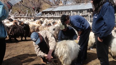 La recolección del pelaje de la cabra criolla, en el norte neuquino. 