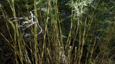 A fines de septiembre aparecieron roedores muertos en la costa del Lago Espejo. Foto: archivo