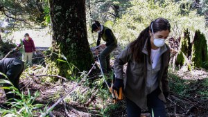 Detectan una hiedra invasora en el parque nacional Nahuel Huapi