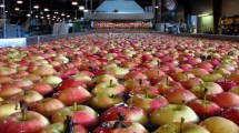 Imagen de China frena las compras de frutas  y complica al comercio mundial