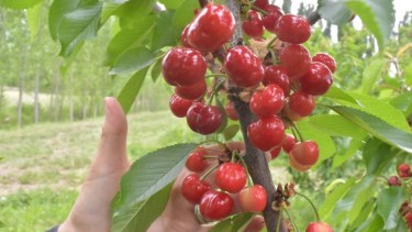 Preocupa en Río Colorado el robo de frutas para el «mercado negro»
