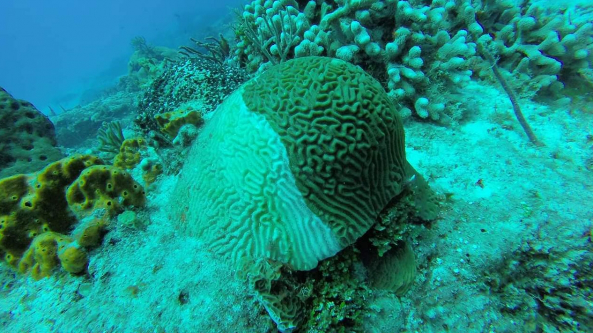 Síndrome blanco en los corales del Caribe.