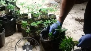 Por casualidad, encontraron un vivero que producía marihuana en Centenario