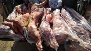 Operativos por las fiestas: secuestran 160 chivos y corderos en rutas de Bariloche