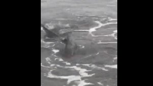 ¿Tiburones en Monte Hermoso?