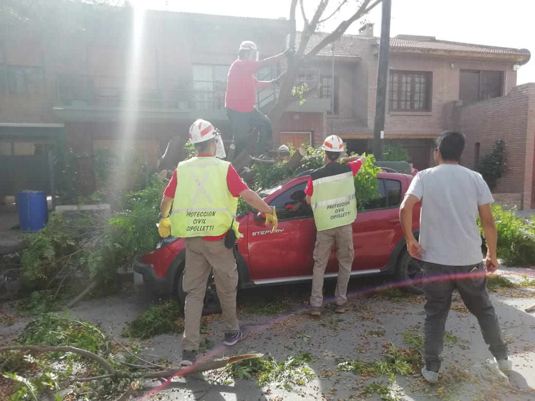 El viento provocó la caída de un árbol, que causó graves daños a un vehículo. Foto: Agencia Cipolletti.