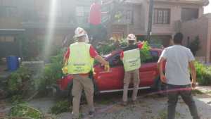 Cipolletti: por el viento, un árbol cayó sobre su auto y provocó serios daños