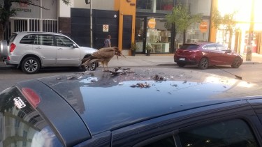 El chimango alimentándose arriba del techo deun auto en el centro neuquino.  Foto: Gentileza