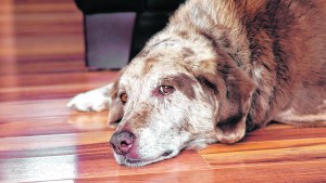 Los cuidados que necesitan los perros de la tercera edad