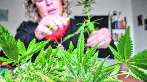“Hay que legislar para todos los que eligen el  cannabis como  medicina”