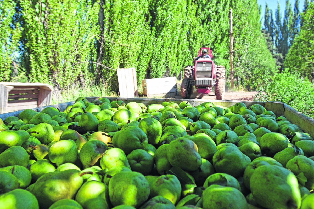 La fruticultura de Neuquén y Río Negro, en el primer mes del dólar agro.