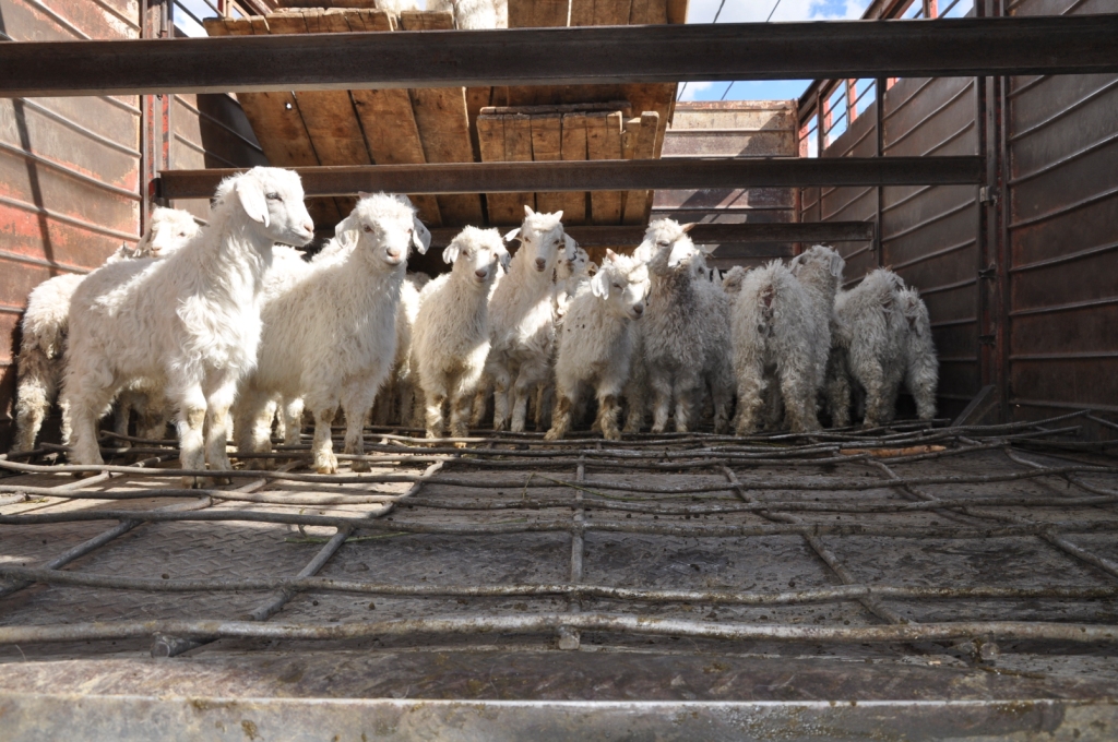 Los productores aseguran que habrá una buena oferta de corderos y chivos.