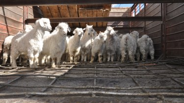Los productores aseguran que habrá una buena oferta de corderos y chivos.