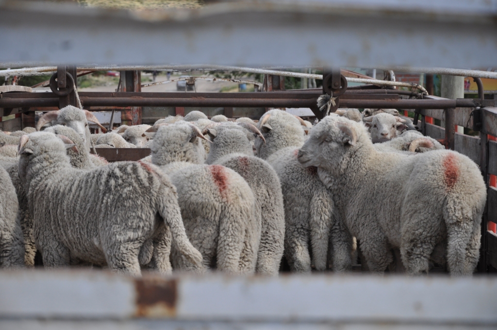 Los productores aseguran que habrá una buena oferta de corderos y chivos.