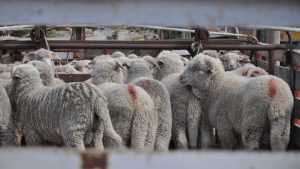 Corderos y chivitos para abastecer la demanda en la Región Sur de Río Negro