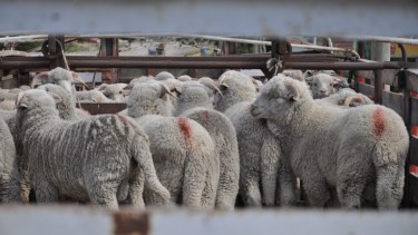 Los productores aseguran que habrá una buena oferta de corderos y chivos.