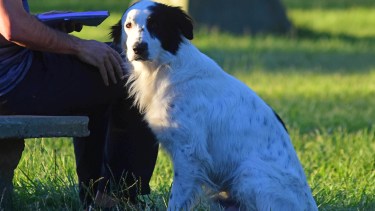 Buscó a su dueño en la Terminal de Roca y no lo encontró: el perro Firulais ya tiene un hogar