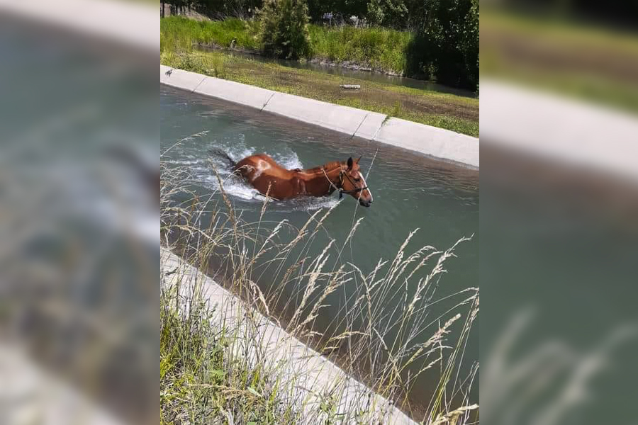 El caballo quedó atrapado en el canal de riego en Vista Alegre Norte. Foto: Facebook @miguel.dangelo.79