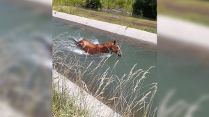 Rescataron a un caballo que cayó a un canal en Vista Alegre Norte