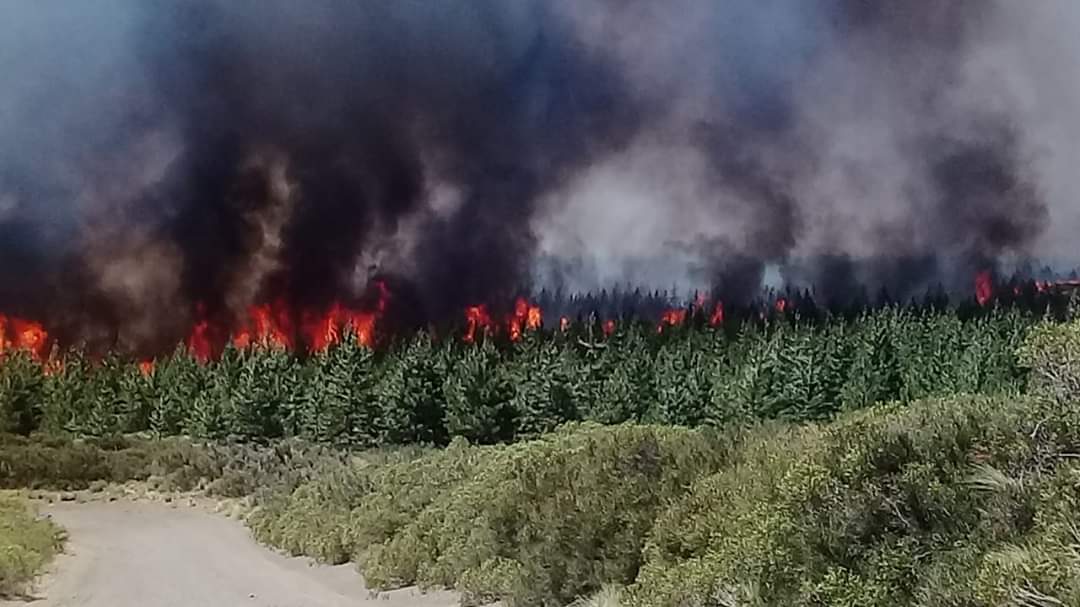 Recientemente se desató un incendio forestal entre Loncopue y Caviahue. (Foto Gentileza Facebook Luis Tapia).-