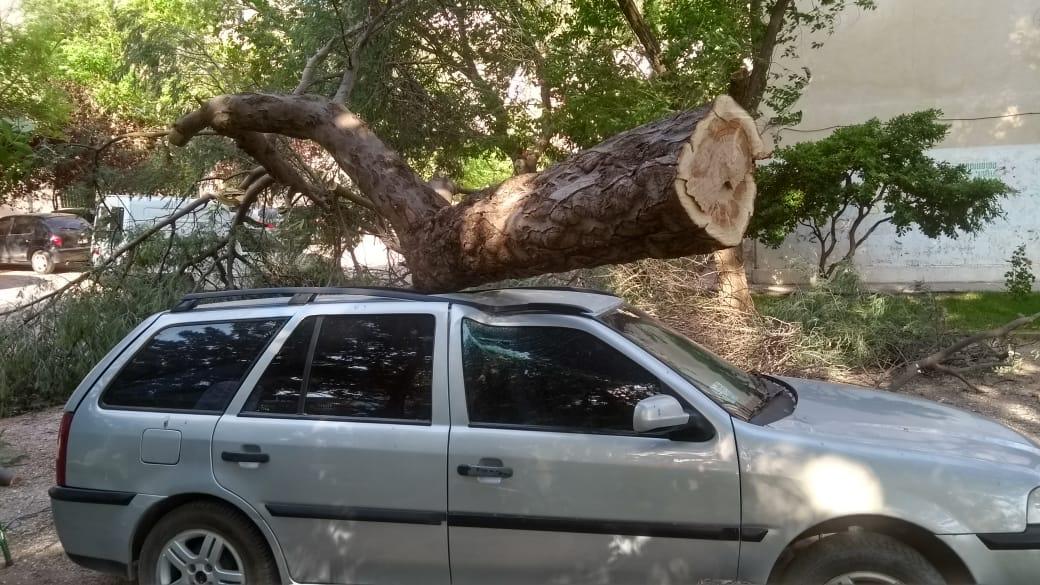 El árbol cayó sobre un WV Country. Foto: Gentileza